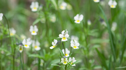 Viola arvensis. field violet grows in the meadow. small delicate white-yellow flower on a green background. wild forest beautiful viola flowers, on a blurred green background, close-up