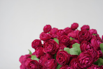 Burgundy ranunculus in a vase isolated on a white background.