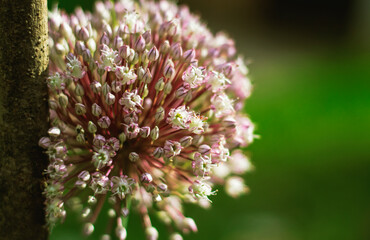 close up of a flower