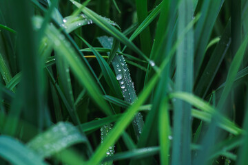 dew on grass