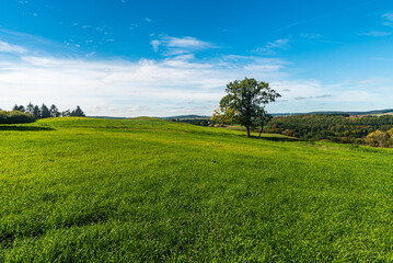 Early autumn countryside woth meadow with isolated tred and mosrtly forests covered hills on the background