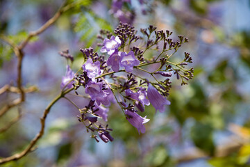 Jacaranda flower close up