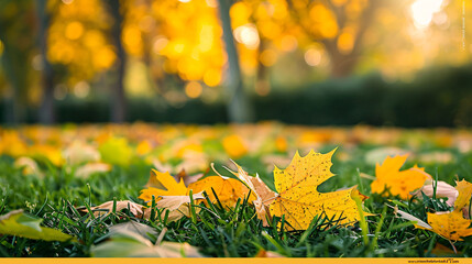 Yellow autumn leaves on the grass in autumn forest. 