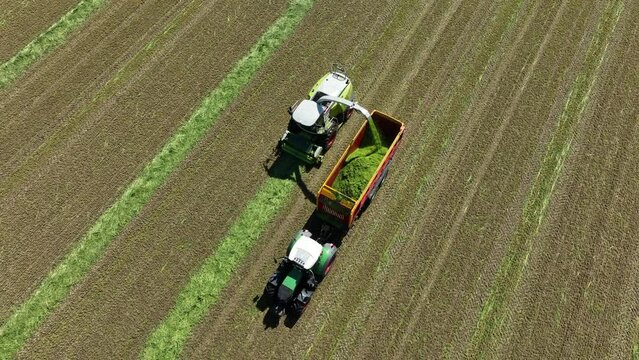 An agricultural mower is cutting grass and dropping the freshly cut green grass in a trailer hauled by a tractor driving alongside the mower.