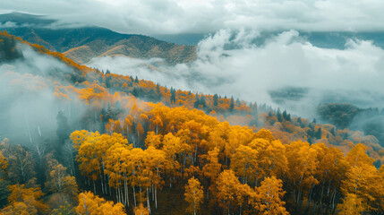 Yellow autumn trees in the mountains at foggy sunrise.