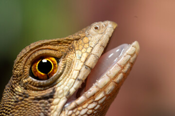 Basiliscus lizard