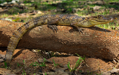 Caiman on a trunk
