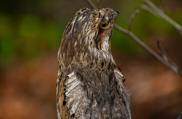 Common potoo 
