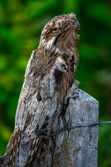Common potoo 