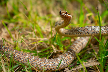 Snake Mastigodryas pleii 