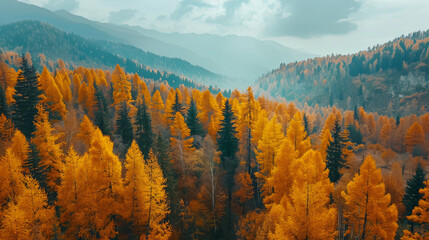 Yellow autumn trees in the mountains at sunny day.  - obrazy, fototapety, plakaty