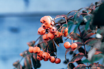 berries on a branch