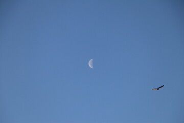 seagull in flight with half moon