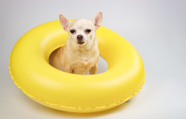  cute brown short hair chihuahua dog  sitting  in yellow  swimming ring, looking at camera,...