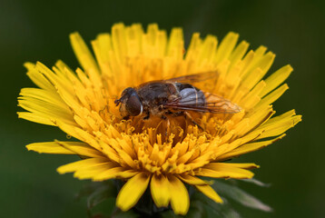 fly on yellow flower