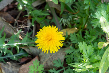 春の訪れを告げるタンポポ