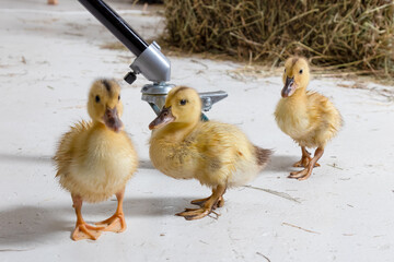 a flock of ducklings is walking