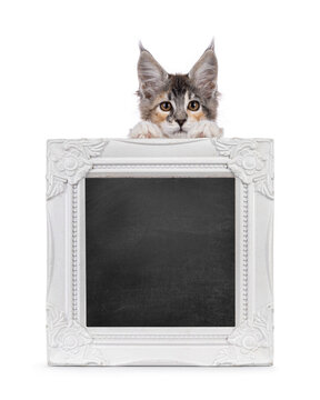 Cute young maine coon cat kitten, sitting behind photo frame wih copy space on blackboard. Looking straight to camera. isolated on a white background.