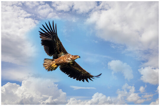 Seeadler