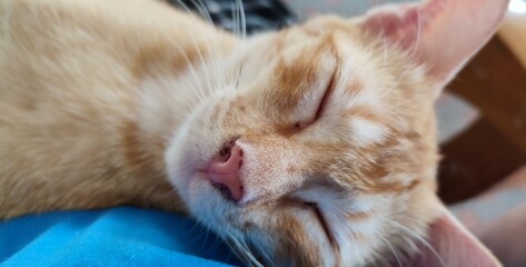 A sleeping ginger cat on the sofa