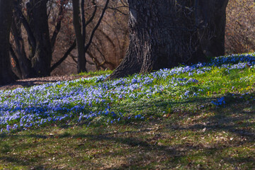 Scilla in botanical garden