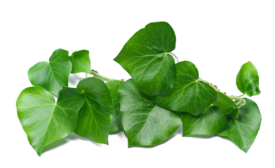 Devil's ivy leaves, ceylon creeper foliage, bush hedera helix isolated white, clipping path
