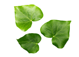 Devil's ivy set leaf, ceylon creeper foliage, hedera helix isolated white, clipping path