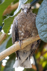 A baby pigeon that fell out of its nest in a tree is cling on a branch