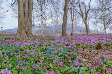 ニセコのカタクリ