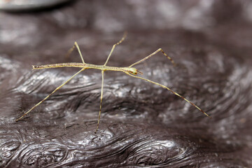 擬木柵にナナフシモドキの幼虫（自然光＋ストロボ、マクロ接写撮影）
