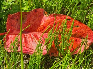 red autumn leaves