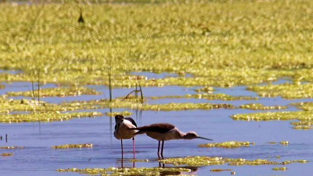 AVES MIGRATORIAS APAREANDOSE