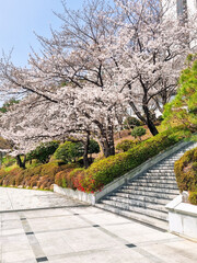 blossom in spring, cherryblossom