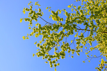 The green leaves and seed heads of an elm tree in spring against the blue sky