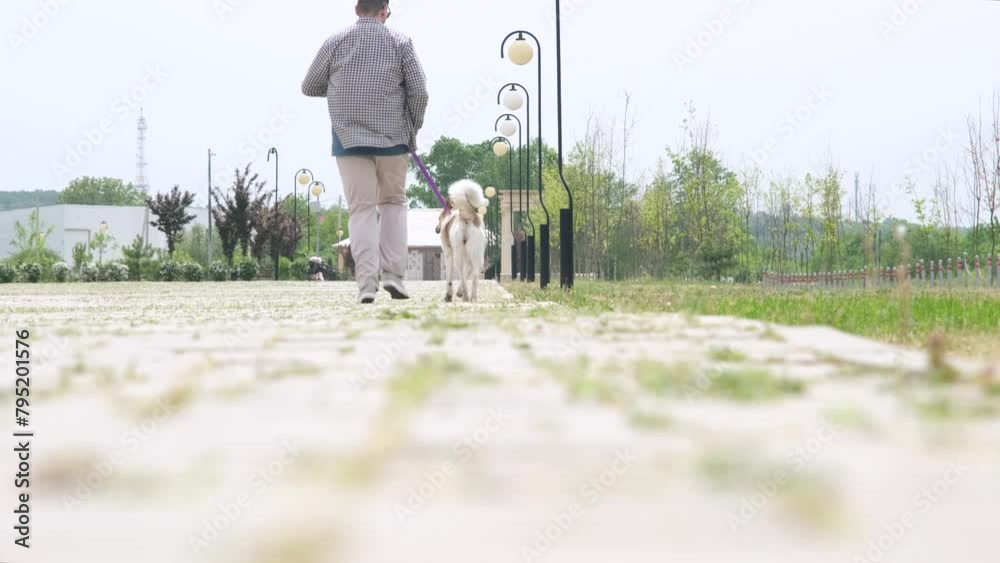 Wall mural man walking his mixed breed dog in the park in the morning