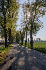 Rays of sunshine shine through the leaves of a summer lime tree in Wellenburger Avenue near Augsburg