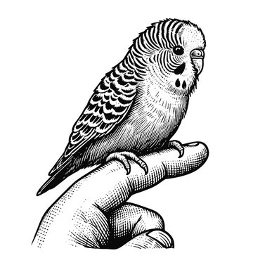 budgie perched on finger, black and white clip art preview