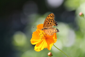キバナコスモスとツマグロヒョウモン01