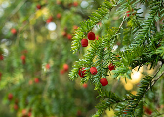 Taxus baccata - evergreen tree with red berries