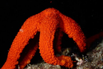 A red starfish, positioned to give birth to its young at the bottom of the sea night.
