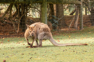 A curious wallaby with soft brown fur, standing in a lush New Zealand meadow