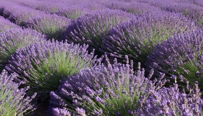 A sun drenched field of lavender in bloom upscaled 3