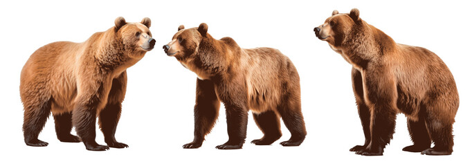 Three bears standing in a row, one of them looking at the camera Set of png elements.