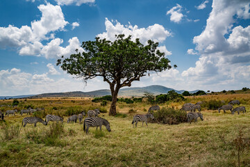 a herd of zebra grazing on the plains of masai mary kenya.