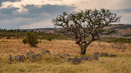 a herd of zebra grazing on the plains of masai mary kenya.