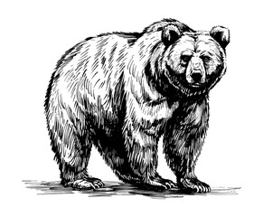 Obraz premium bear engraving black and white outline
