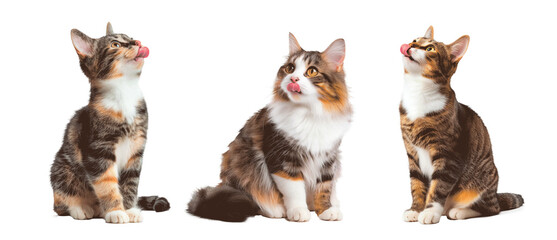 Three cats are sitting on a white background Set of png elements.