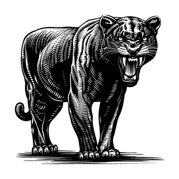 recommend clip art: panther engraving black and white outline