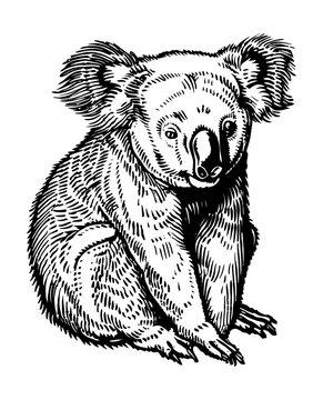 recommend clip art: koala engraving black and white outline