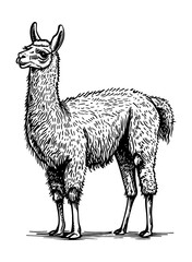 Naklejka premium llama engraving black and white outline